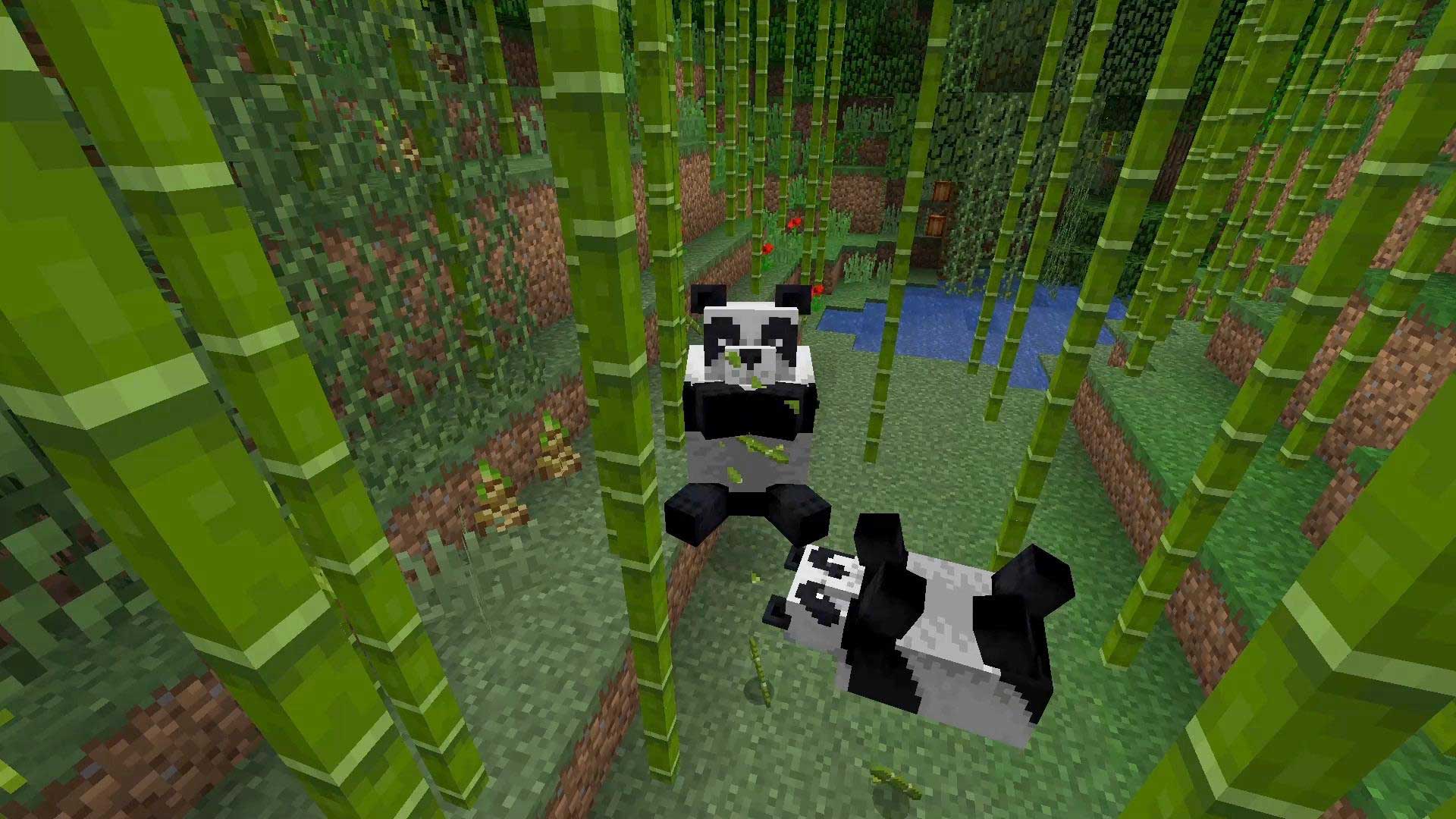 how to tame a panda in minecraft education edition